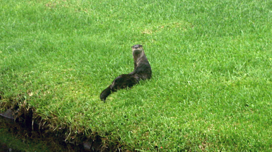 Coral Springs Family Finds Frolicking Otters in Backyard