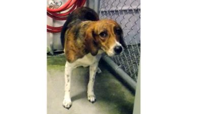 Lost-Beagle-Coral-Springs