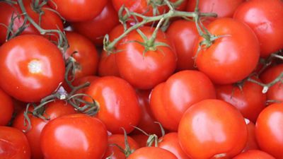 TomatoCityofTamarac3