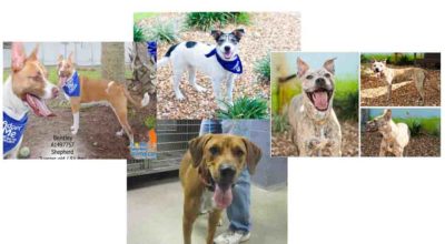 BrowardCountyAnimalControl