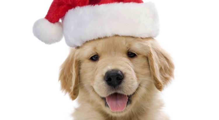 Santa Sets Up Shop for Claus and Paws Pet Photos at the Mall