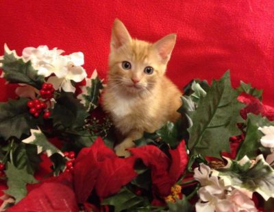 smitten-with-kittens