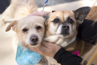 Grateful-Paws-AdamBaron