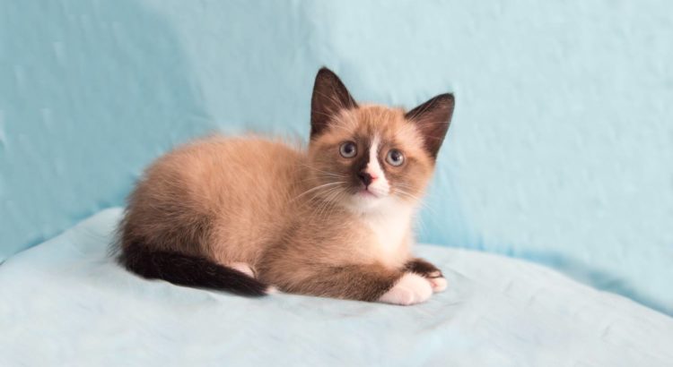 Kitten Adoptions Held in Coral Springs on March 21