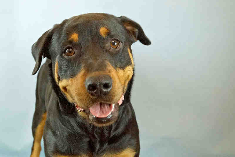 My name is Diamond ID#A524190. I am a female, black and tan Rottweiler mix and weigh about 75 pounds.  Please adopt me.