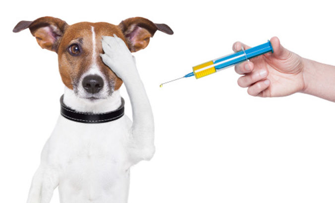 Low Cost Rabies Clinic For Dogs and Cats