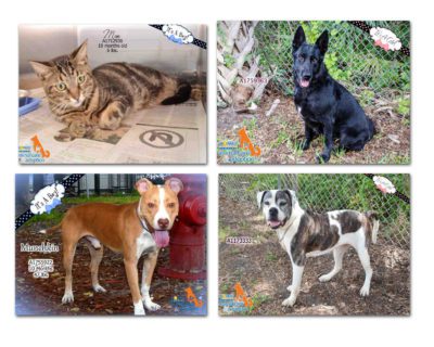 Broward-pets-aug2015