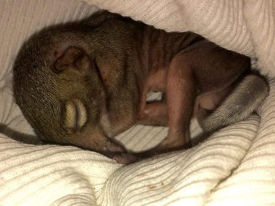 babysquirrel