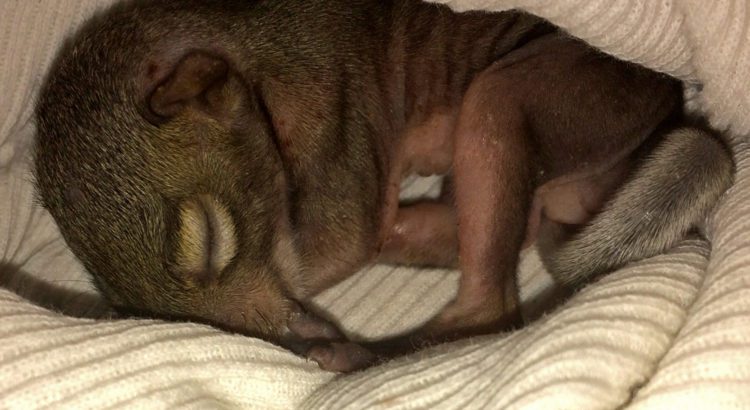 Woman Helps Save Baby Squirrel That Fell Out of Nest Woman Helps Save Baby Squirrel That Fell Out of Nest