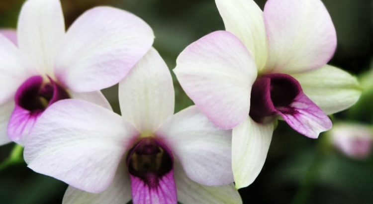 Sawgrass Nature Center Holds First Orchid & Plant Festival