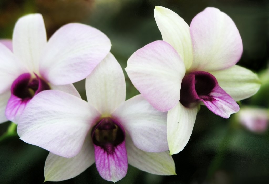 Garden Club of Coral Springs Needs Volunteers for Orchid Project