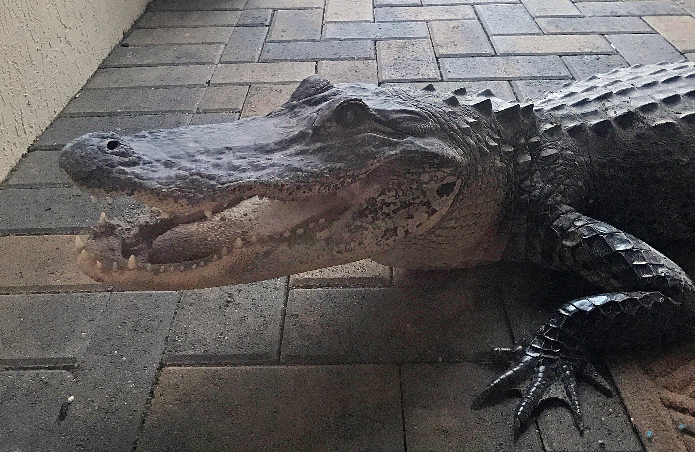 Alligator by the front door.  Photo by Elena Avello. 