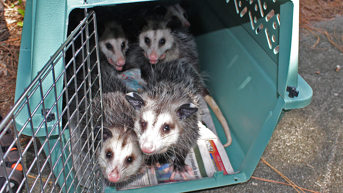 Sawgrass Nature Center Volunteer Releases Orphaned Possums into the Wild