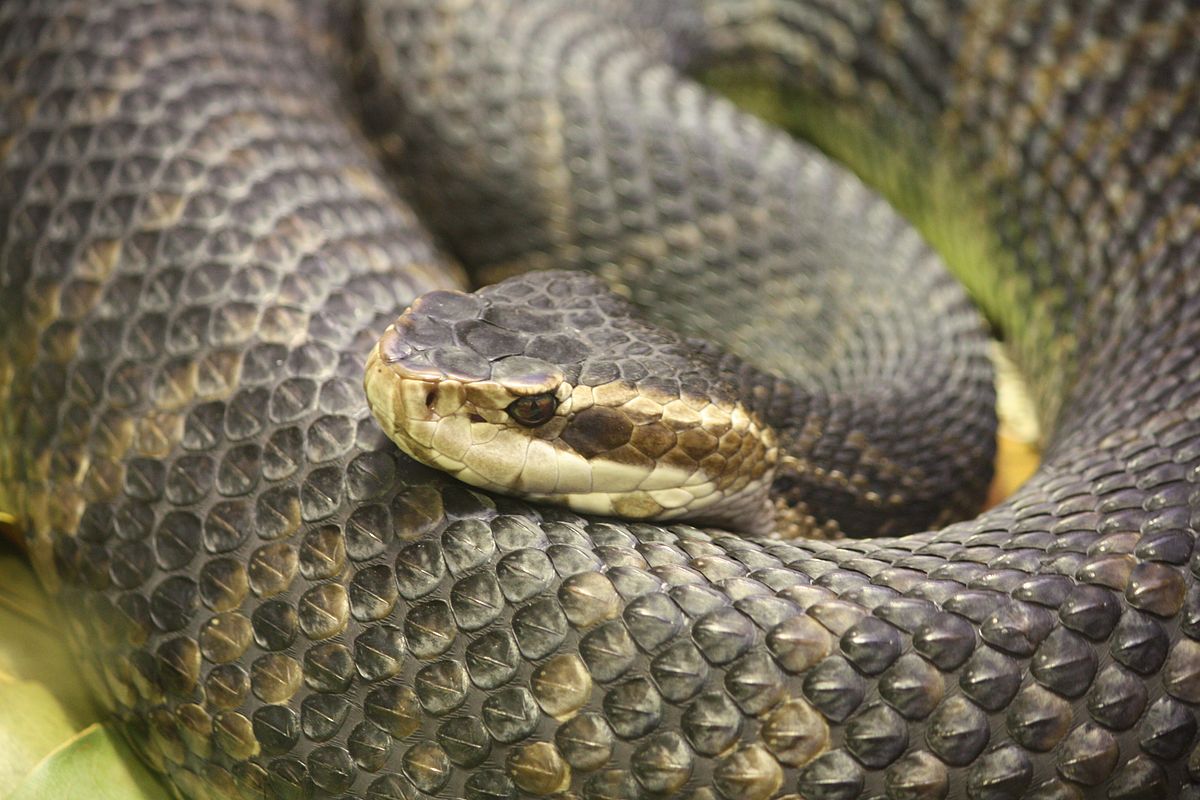 Coral Springs Police Warns Residents About Cottonmouth Snakes in Dog Park