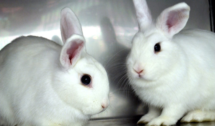 Hop Over to the Bunny Basics Workshop at the Humane Society