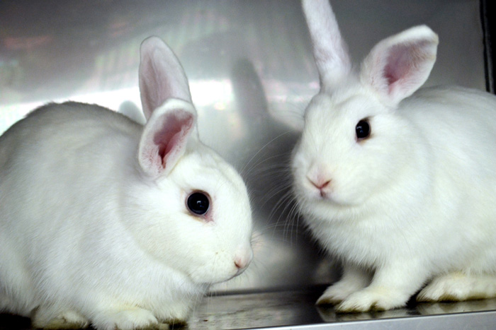 Hop Over to the Bunny Basics Workshop at the Humane Society • Coral ...