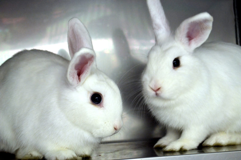 Next Bunny Basics Workshop Teaches Families About These 'Earresistible' Pets