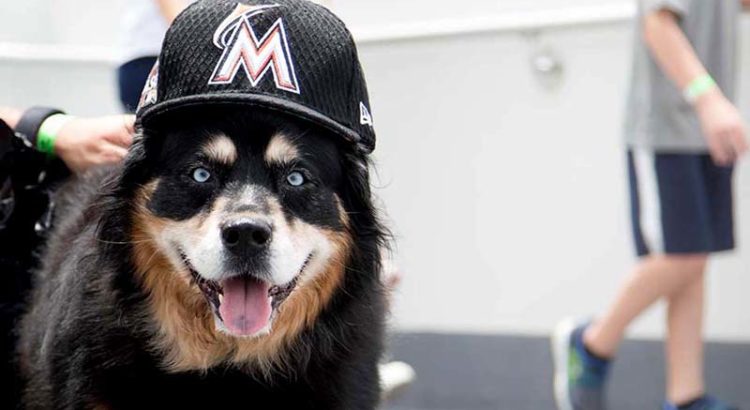‘Bring Your Dog to ‘Bark in the Park’ with the Miami Marlins