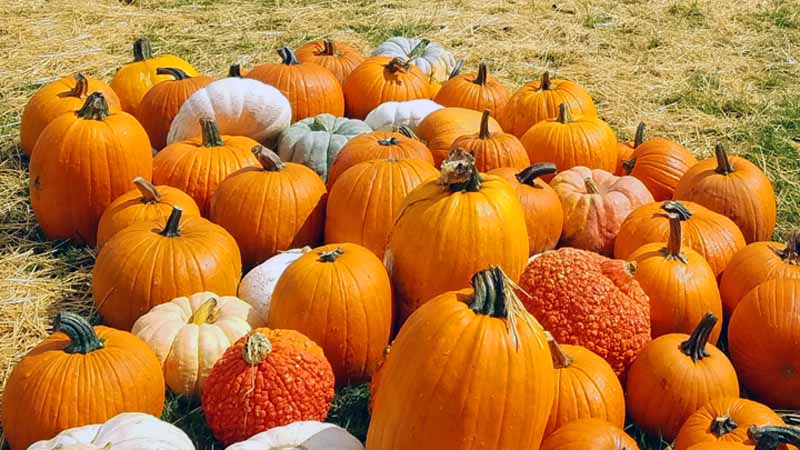 Pumpkins Galore and Fall Activities Return to Parkridge Church