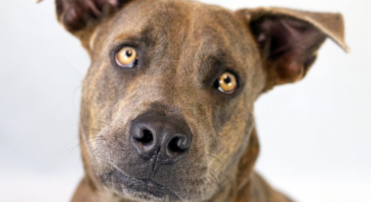 Head to the Shelter with the Humane Society’s ‘Black Furrday’ Pet Adoption Event Head to the Shelter with the Humane Society’s ‘Black Furrday’ Pet Adoption Event