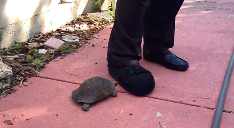Head-Butting Tortoise Video from Sawgrass Nature Center Goes Viral