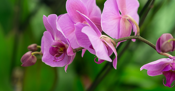 Sawgrass Nature Center Holds Third Annual Orchid & Plant Festival
