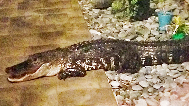 Rescue Dog Warns Family About Alligator Lurking at Front Door