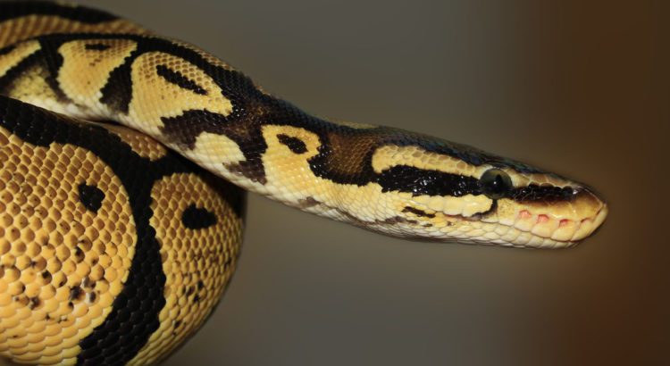 Coral Springs Man Bitten by Python Lurking in the Toilet Coral Springs Man Bitten by Python Lurking in the Toilet
