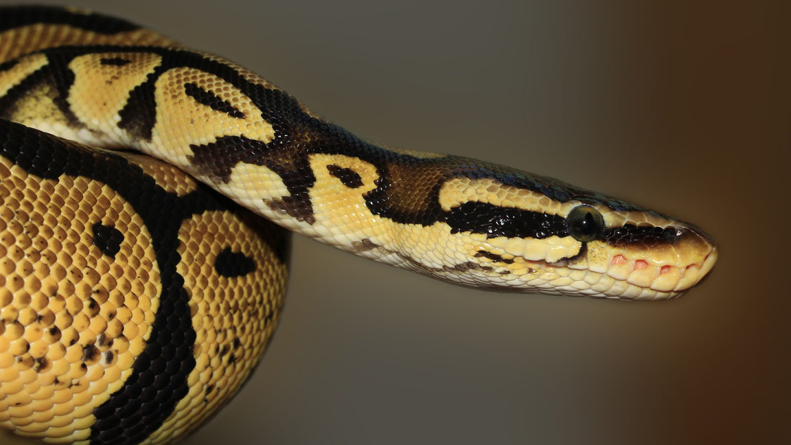 Coral Springs Man Bitten by Python Lurking in the Toilet