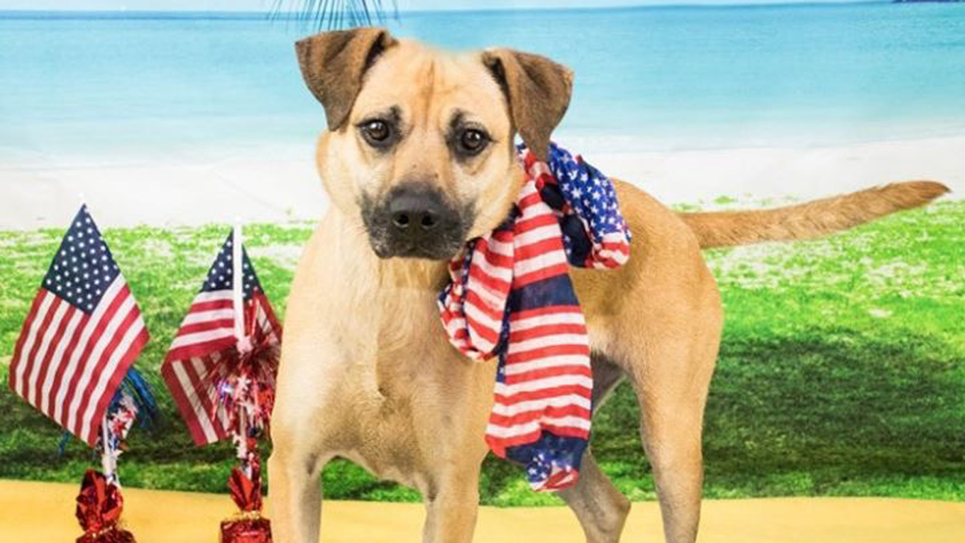 Meet Razzle: She's Available at Broward County Animal Care and Adoption