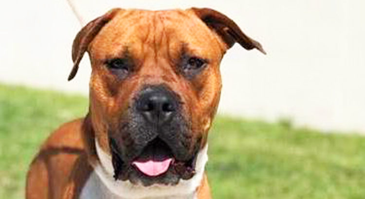 Meet Penny: She’s Available at Broward County Animal Care and Adoption
