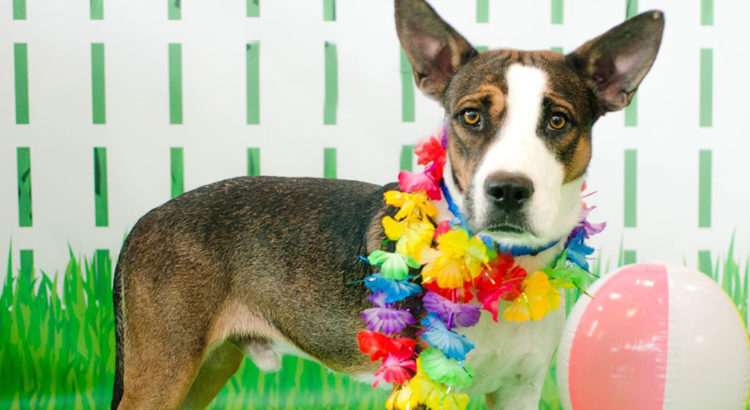 Meet Mike: He’s Available at Broward County Animal Care and Adoption