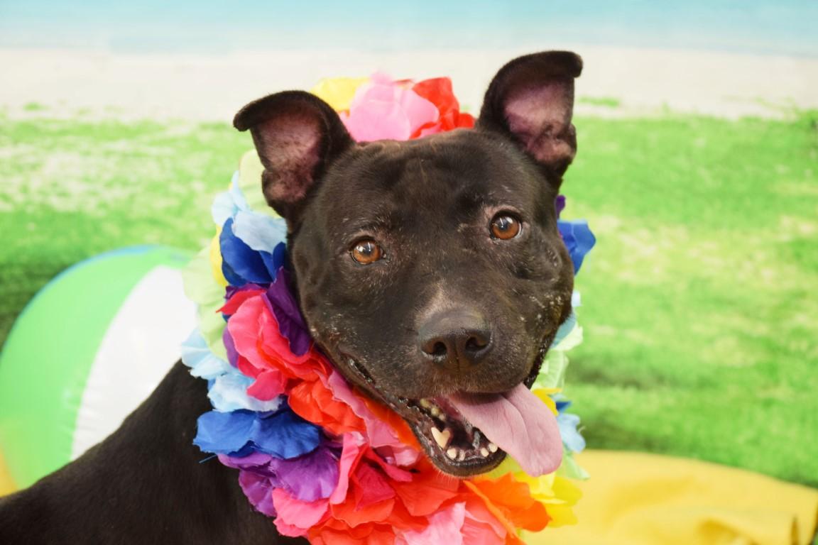 Meet Chrissy: She’s Available at Broward County Animal Care and Adoption