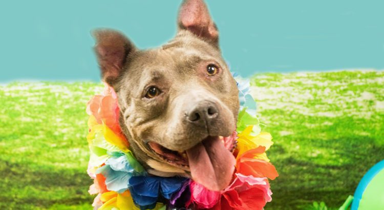 Meet Asia: She’s Available at Broward County Animal Care and Adoption Meet Asia: She’s Available at Broward County Animal Care and Adoption