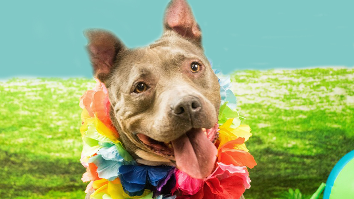 Meet Asia:  She’s Available at Broward County Animal Care and Adoption