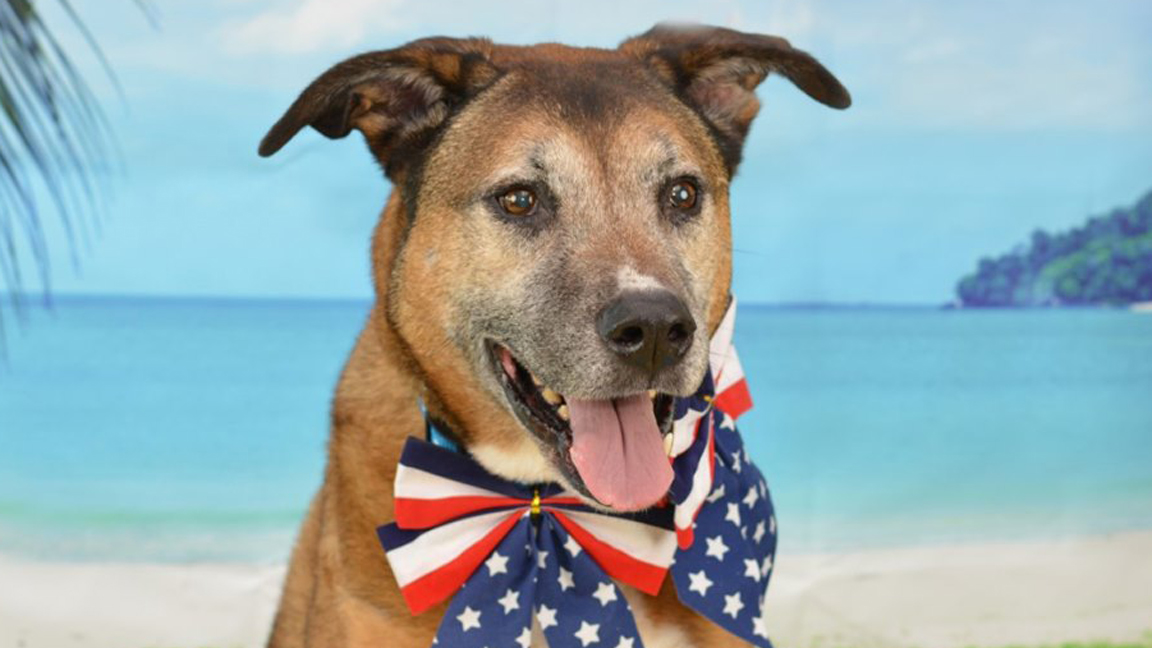 Meet Cairo: He’s Available at Broward County Animal Care and Adoption