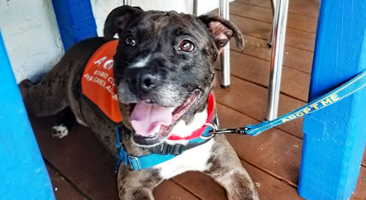 Meet Rafael: This Catahoula Hound From Broward County Animal Care Needs a Forever Home