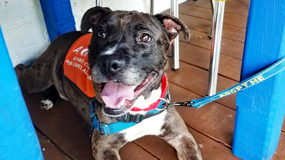 Meet Rafael: This Catahoula Hound From Broward County Animal Care Needs a Forever Home