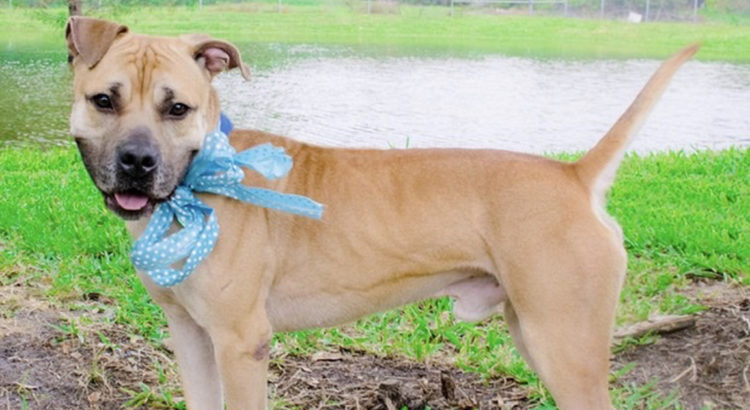 Meet Spot: This Energetic Pup Can be Found at Broward County Animal Care