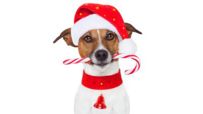 christmas-dog
