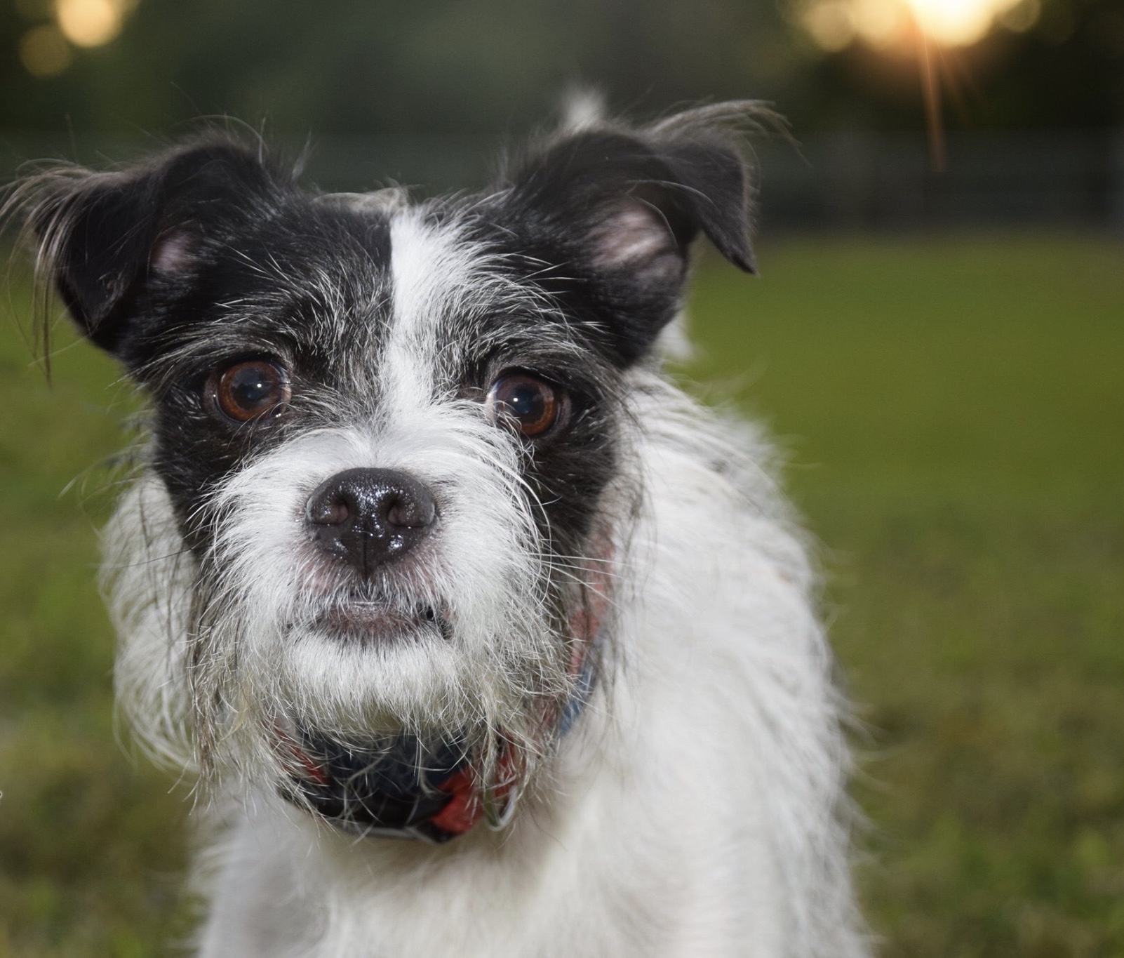 Meet Ted: This Older Pup Can be Found at Broward County Animal Care