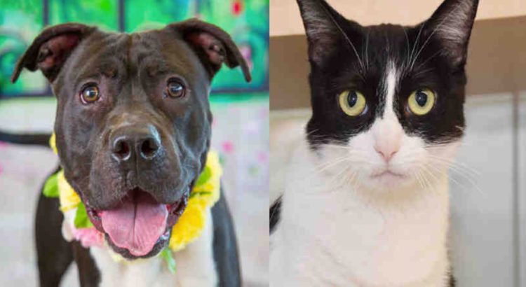 Find a New Best Friend at Coral Springs ‘Adopt with a Hero’ Event Find a New Best Friend at Coral Springs ‘Adopt with a Hero’ Event