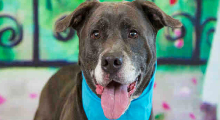 Good Boy at Broward County Animal Care Seeks Cuddles and Belly Rubs: Inquire Within