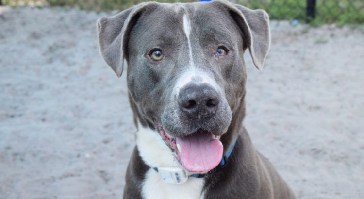 This Active Dog Who Also Loves Chill Time Needs a Forever Home