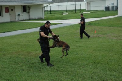 Coral Springs Police Mourn Passing of K-9 Unit Dogs Who Died Days Apart