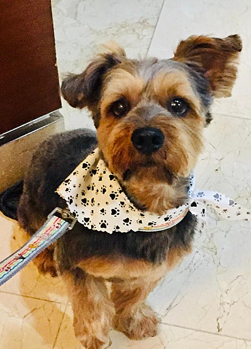 Jasper is a Yorkipoo Searching for a Forever Home