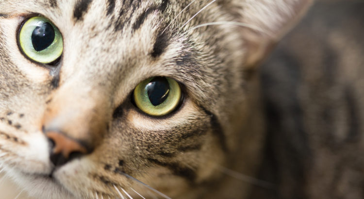 Humane Unit Abandoned Cat Call Leads To Bizarre Story Involving FBI