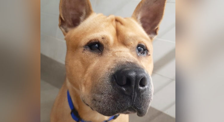 This Handsome Hunk of a Pup is Still Looking for a Family