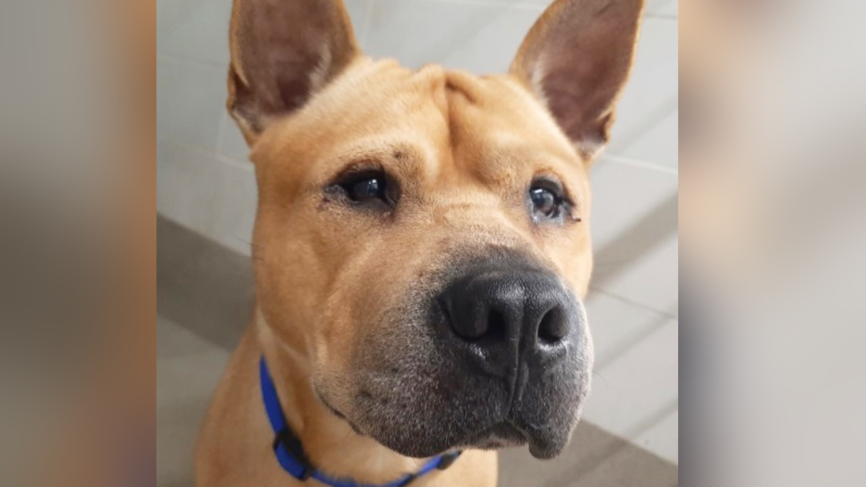 This Handsome Hunk of a Pup is Still Looking for a Family