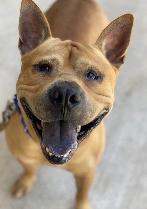 This Shar Pei Mix Loves People and Other Dogs and Wants to Bring Joy to